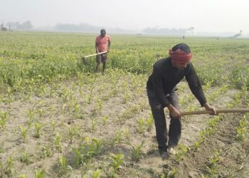 भीषण ठंढ़ के कारण नहीं हुई मक्के व गेंहू के फसल में वृद्धि, खून के आंसू रो रहे हैं किसान।।