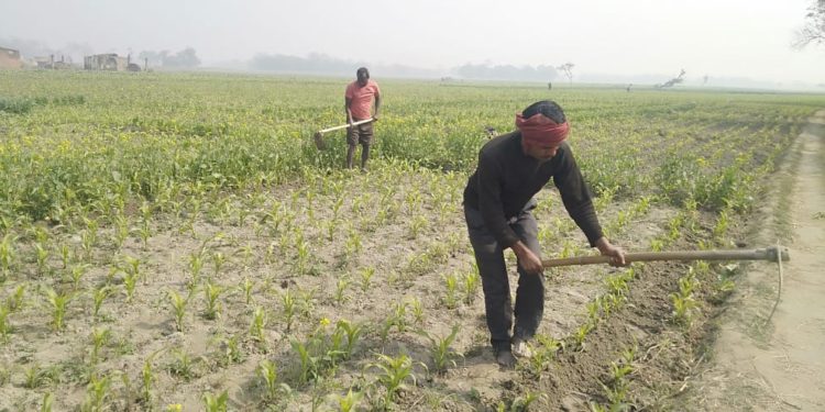 भीषण ठंढ़ के कारण नहीं हुई मक्के व गेंहू के फसल में वृद्धि, खून के आंसू रो रहे हैं किसान।।