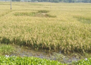 नीतीश कुमार की चहुंओर है चर्चा,समस्याओं के सलीब पर लटके हैं कई गांव,दिखाया जा रहा विकास का सब्जबाग,नप में शामिल किए जाने के बाद भी कई गांव-पंचायत के लोग विकास के लिए लालायित, आखिर कौन करेंगे इंसाफ