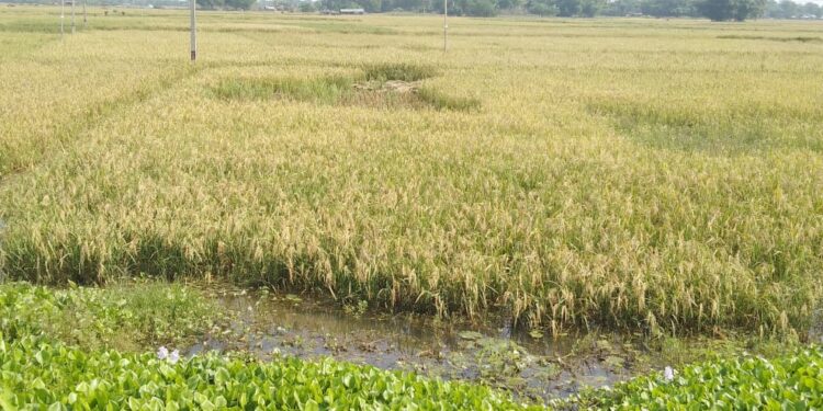 नीतीश कुमार की चहुंओर है चर्चा,समस्याओं के सलीब पर लटके हैं कई गांव,दिखाया जा रहा विकास का सब्जबाग,नप में शामिल किए जाने के बाद भी कई गांव-पंचायत के लोग विकास के लिए लालायित, आखिर कौन करेंगे इंसाफ