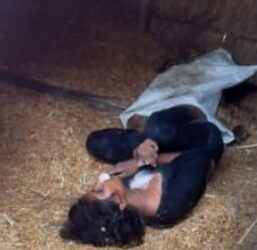 दहेज लोभी ससुरालजनों ने नवविवाहिता को उतार दिया मौत के घाट,बोरे में बंद पड़ी मिली लाश,इलाके में सनसनी