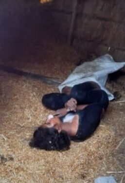 दहेज लोभी ससुरालजनों ने नवविवाहिता को उतार दिया मौत के घाट,बोरे में बंद पड़ी मिली लाश,इलाके में सनसनी