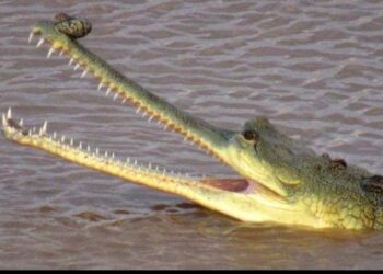 बागमती तट पर घड़ियाल देखकर सहमे लोग,सीओ ने नदी के बजाय घर पर ही महापर्व छठ मनाने की व्रतियों से की अपील