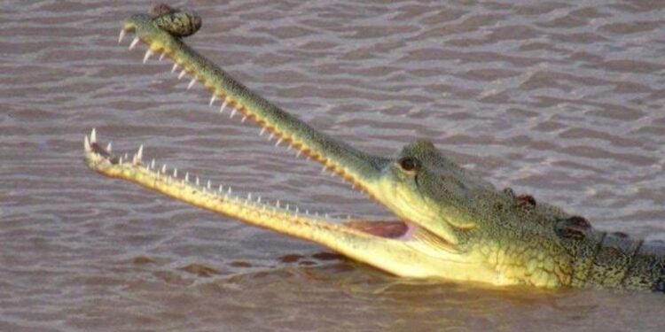 बागमती तट पर घड़ियाल देखकर सहमे लोग,सीओ ने नदी के बजाय घर पर ही महापर्व छठ मनाने की व्रतियों से की अपील