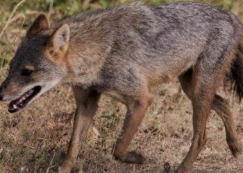 छठ घाट से सुबह-सुबह घर लौट रहे दो लोगों पर सियार ने किया हमला,दोनों को ले जाया गया सीएचसी