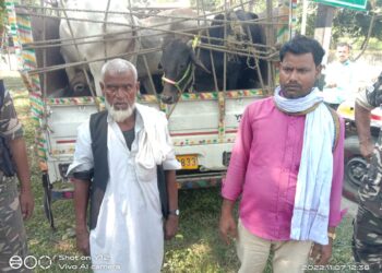 तस्करी के लिए ले जा रहे 13 मवेशियों सहित दो तस्करों को एसएसबी की स्पेशल टीम ने दबोचा, पिकअप जब्त कर एसएसबी मुख्यालय में हो रही पूछताछ