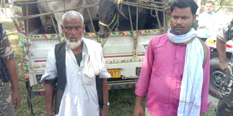 तस्करी के लिए ले जा रहे 13 मवेशियों सहित दो तस्करों को एसएसबी की स्पेशल टीम ने दबोचा, पिकअप जब्त कर एसएसबी मुख्यालय में हो रही पूछताछ