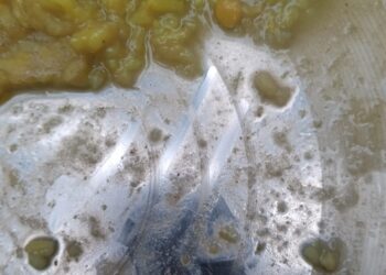 …और तीसरी बार आदर्श मध्य विद्यालय में अध्यनरत बच्चों के सामने परोस दिया गया खिचड़ी के साथ पिल्लू, बच्चों ने बीडीओ को सुनाई व्यथा-कथा,मिला कार्रवाई का आश्वासन