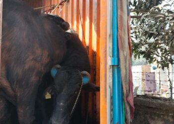 मवेशियों को मौत के घाट उतारते हुए फ्रोजन विधि द्वारा मांस का पैकेट तैयार कर विदेशों में किया जाता है एक्सपोर्ट, यूपी से बंगाल तस्करी कर ले जाए जा रहे 24 भैंस से लदा एक कंटेनर जब्त, हिरासत में लिए गए चालक सहित तीन तस्कर