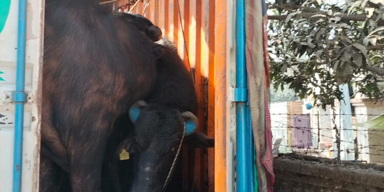 मवेशियों को मौत के घाट उतारते हुए फ्रोजन विधि द्वारा मांस का पैकेट तैयार कर विदेशों में किया जाता है एक्सपोर्ट, यूपी से बंगाल तस्करी कर ले जाए जा रहे 24 भैंस से लदा एक कंटेनर जब्त, हिरासत में लिए गए चालक सहित तीन तस्कर