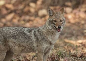 सियार के आतंक से बच्चे दहशतदा,बकरी चराने खेत गए बच्चों को सियार ने काट खाया