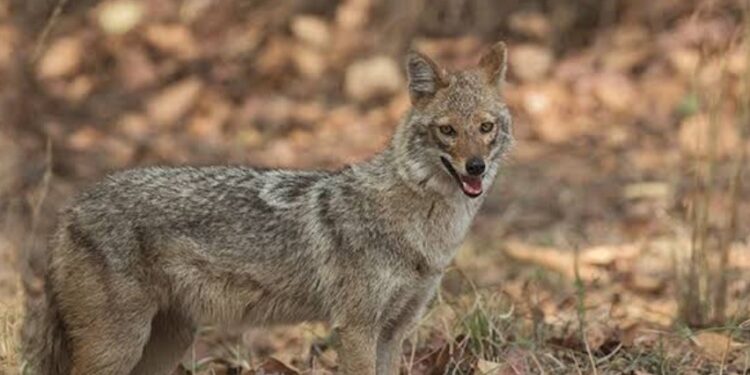 सियार के आतंक से बच्चे दहशतदा,बकरी चराने खेत गए बच्चों को सियार ने काट खाया